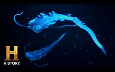 DEEP OCEAN LIGHTS Point to Alien Activity | The Proof is Out There: Bermuda Triangle