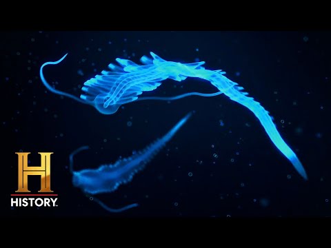 hqdefault.jpg DEEP OCEAN LIGHTS Point to Alien Activity | The Proof is Out There: Bermuda Triangle