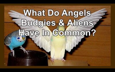 What Do Budgies Aliens and Angels Have In Common? Find out from Danny the Budgie