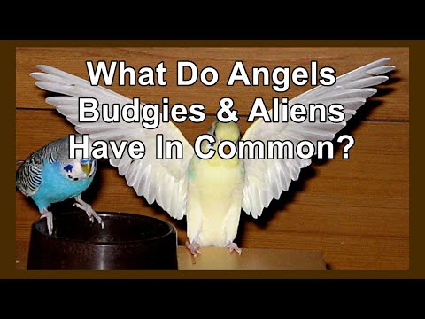 What Do Budgies Aliens and Angels Have In Common? Find out from Danny the Budgie