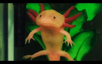 8 Million Species of Aliens