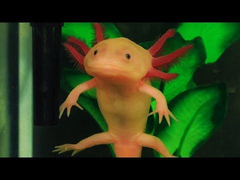 hqdefault.jpg 8 Million Species of Aliens