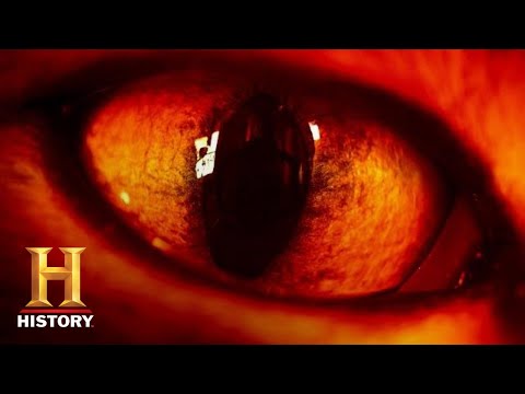 hqdefault.jpg Ancient Aliens: ALIEN REPTILES MANIPULATE HUMAN DNA (Season 14) | History