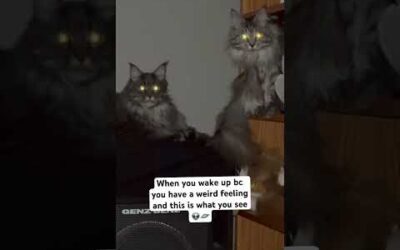 Message downloading from the mothership in 3… #aliens #cat #mainecoon #sisters #spaceship