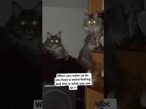 Message downloading from the mothership in 3… #aliens #cat #mainecoon #sisters #spaceship